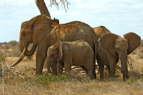 Afrikaanse Olifant, African Elephant, Loxodonta africana photo