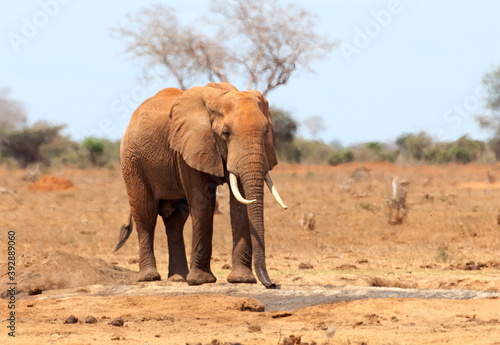 Afrikaanse Olifant  African Elephant  Loxodonta africana