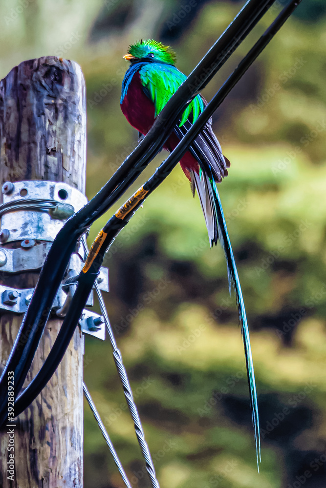 Φωτογραφία The quetzal is the most beautiful bird of Costa Rica