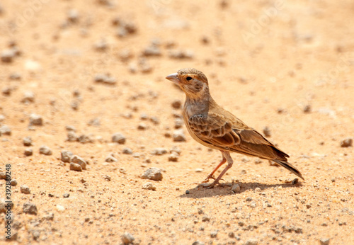 Somalische Vinkleeuwerik, Chestnut-headed Sparrow-Lark, Eremopterix signatus