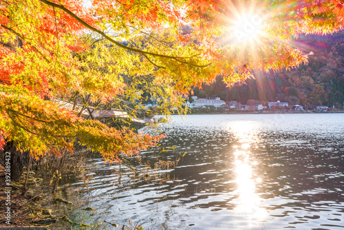 Colorful Autumn in Mount Fuji, Japan - Lake Kawaguchiko is one of the best places in Japan to enjoy Mount Fuji scenery of maple leaves changing color giving image of those leaves framing Mount Fuji. photo