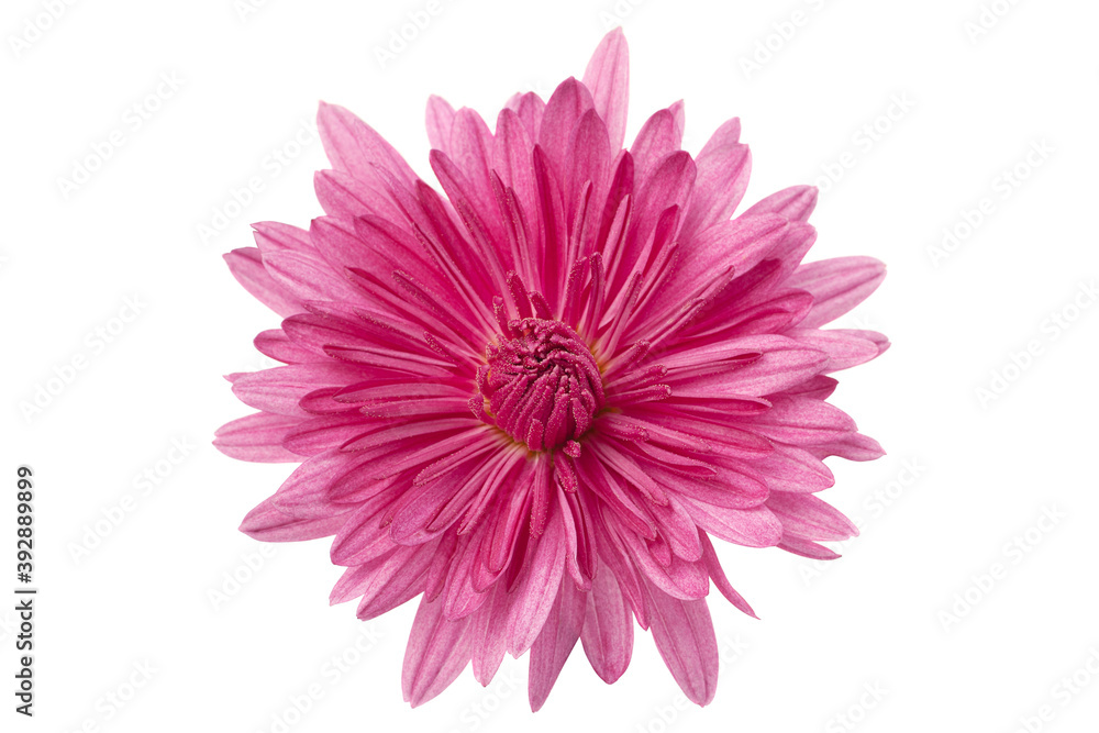 Purple chrysanthemum on white