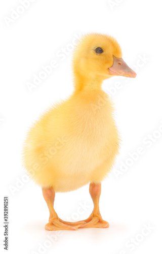 Little cute duckling.