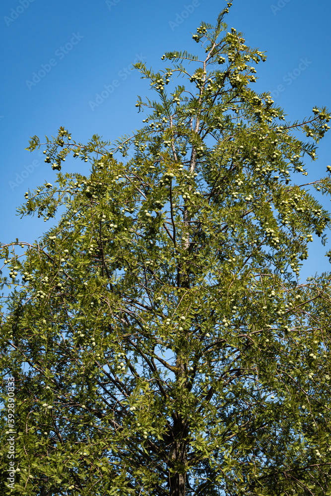 Obraz premium Bald cypress Taxodium Distichum (swamp, white-cypress, gulf or tidewater red cypress) green tree against blue sky. Public landscape city park Krasnodar or 'Galitsky Park'.