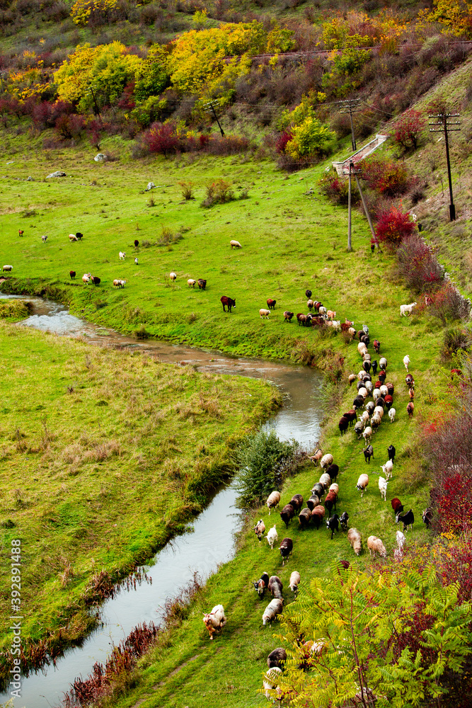 Flock of sheep grazing on the pasture. Beautiful rural landscape with green grass Flock of sheep grazing on the pasture. Beautiful rural landscape with green grass