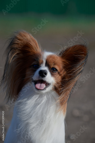 Portrait of a small dog of papillon breed, that spaniel continental. Daddy's cute dog funny ears and cute snout © SashaS