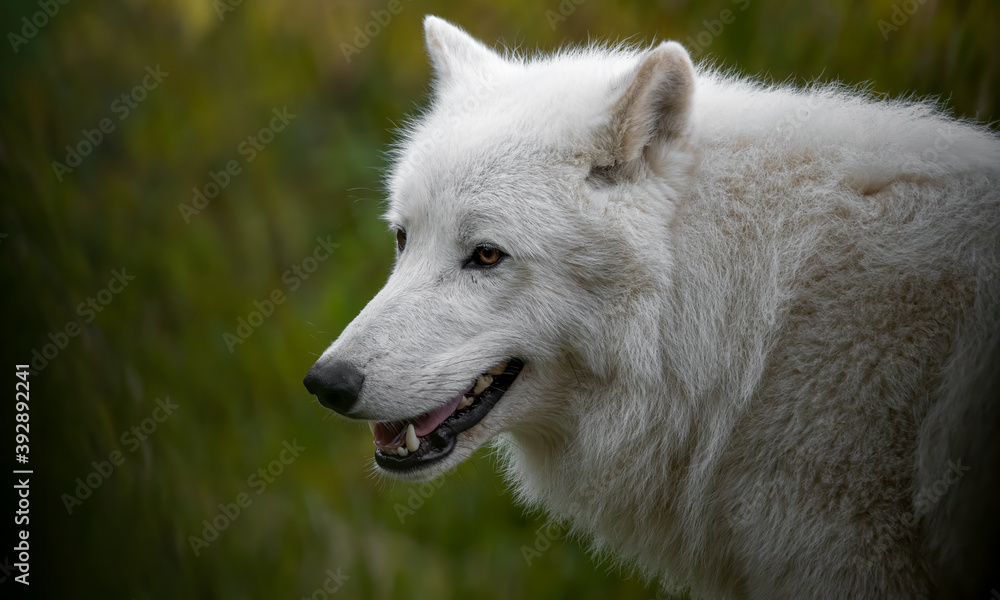 wolf, tier, weiß, wild, arctic, säugetier, natur, wild lebende tiere, raubtier wolf, tier, weiß, wild, arctic, säugetier, natur, wild lebende tiere, raubtier