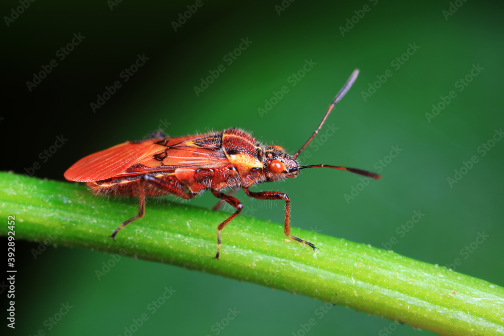 Naklejka premium Stink bug on green leaves, North China
