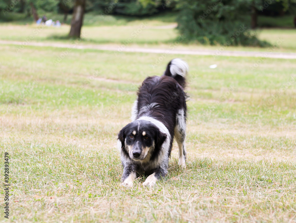 Beautiful dog sitting in the grass. Dog playing outdoor.
Beautiful dog sitting in the grass. Dog playing outdoor.