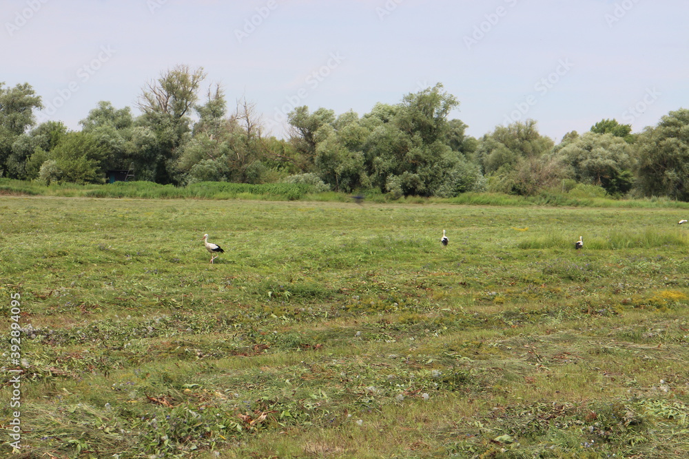 Storks on meadow near Morava river, Slovakia Storks on meadow near Morava river, Slovakia