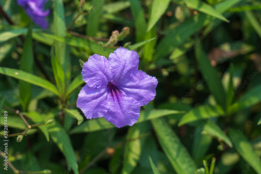 A purple flower blooming in a flower field with close up image. A purple flower blooming in a flower field with close up image.