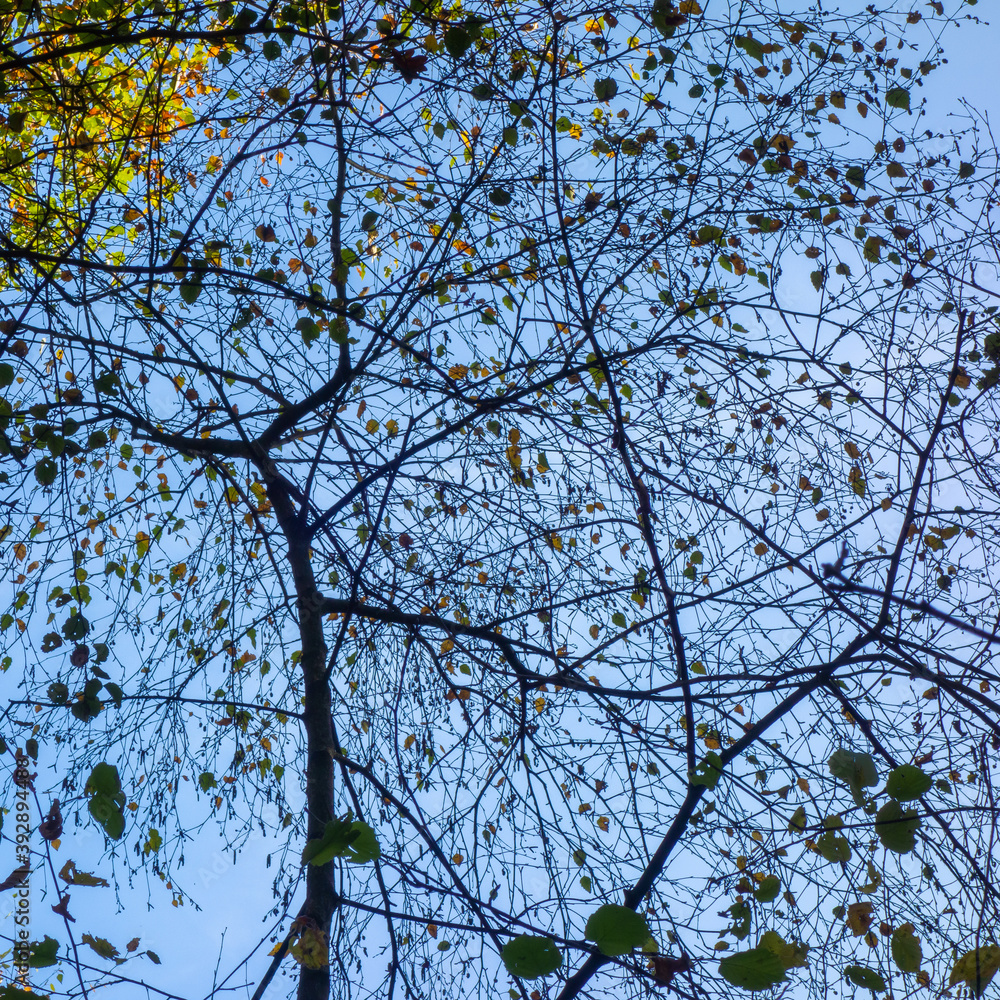 Silhouettes of trees with autumn colors
Silhouettes of trees with autumn colors