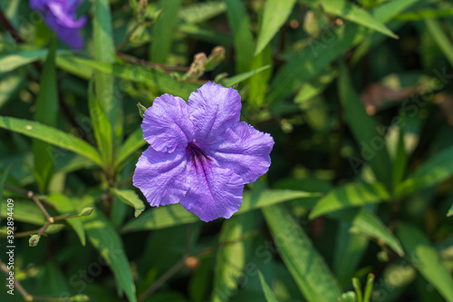 A purple flower blooming in a flower field with close up image.