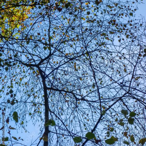 Silhouettes of trees with autumn colors
