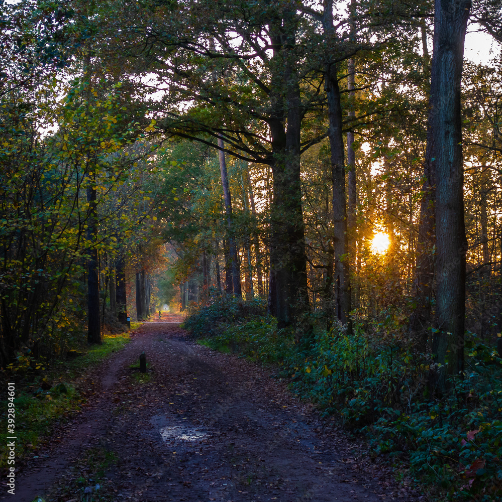 Obraz premium Rural landscape in autumn colors near Winterswijk, Netherlands 