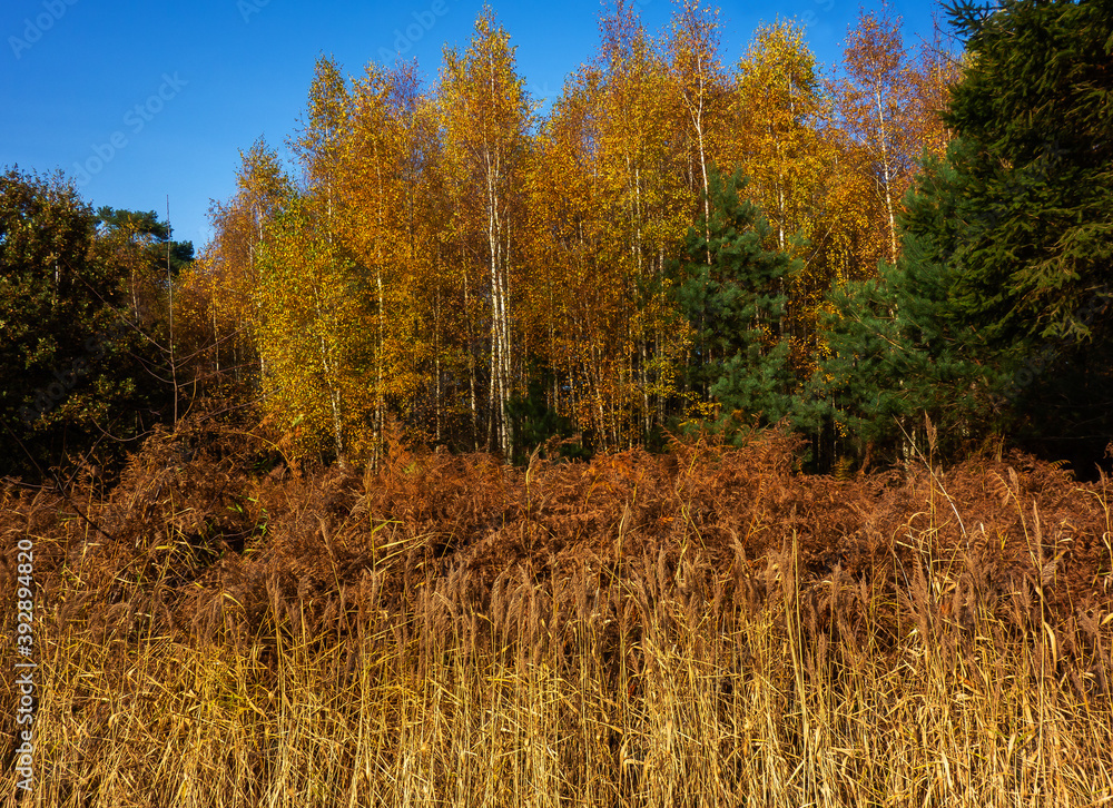 Reed, ferns and birch trees in autumn colors
Reed, ferns and birch trees in autumn colors