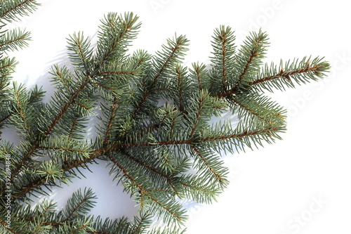 Spruce branch lies on a white background