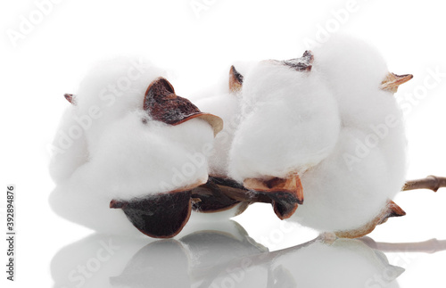 Fototapeta Naklejka Na Ścianę i Meble -  Fluffy cotton flowers isolated on white background