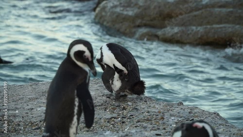 Penguins on The Rocks of Cape Point South Africa photo