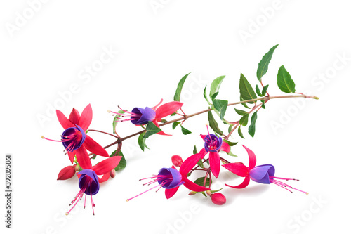 Fototapet Fuchsia  flowers