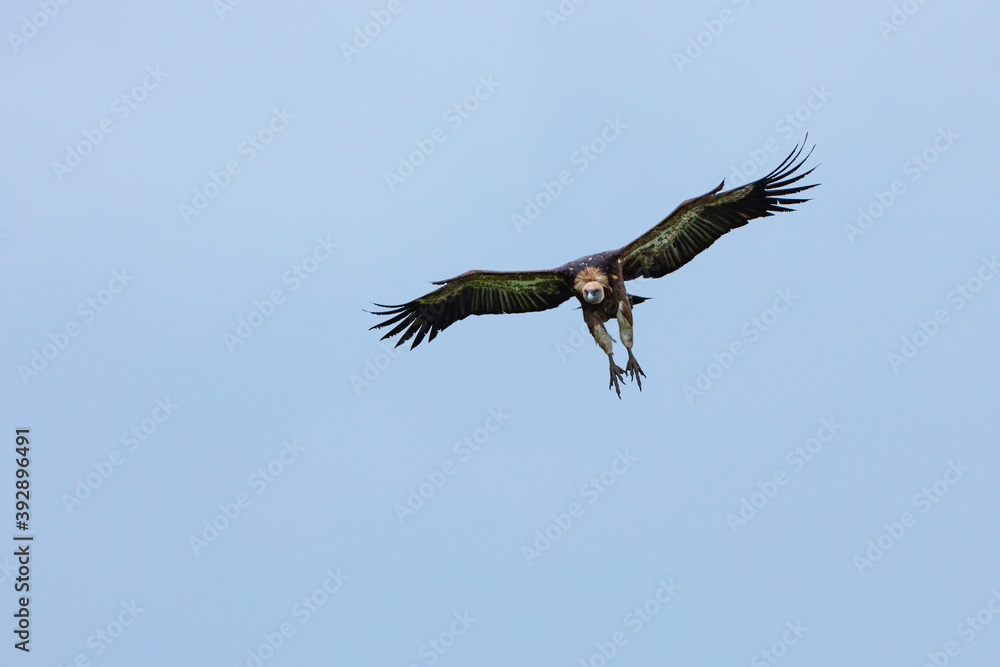 Obraz premium BUITRE LEONADO - GRIFFON VULTURE (Gyps fulvus), Mount Buciero, Marismas de Santoña, Victoria y Joyel Natural Park, Cantabrian Sea, Montaña Oriental Costera, Cantabria, Spain, Europe