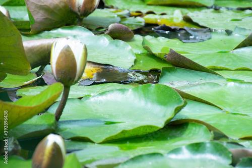 Water lilies in the pond