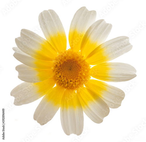 Garland chrysanthemum  Glebionis coronaria 