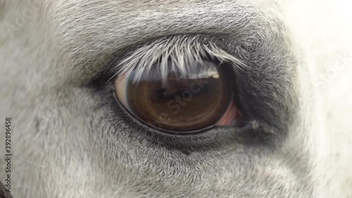 white horse eye close up