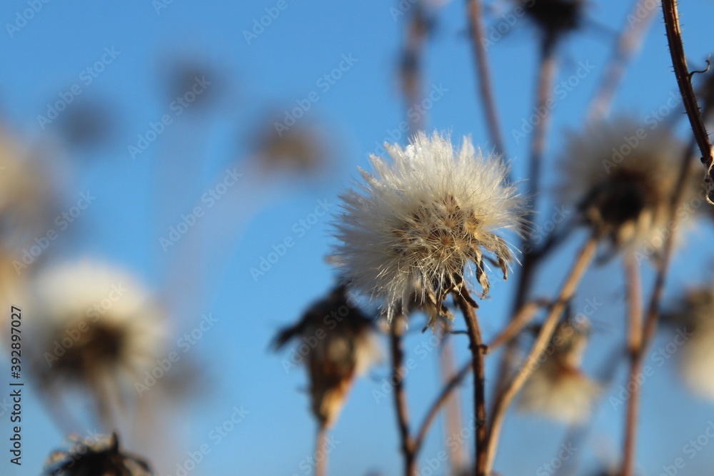 seeds of plants of the family compositaceae have pubescence, due to which, after flowering, the inflorescences become like small white clouds. Meadow on a fine November day