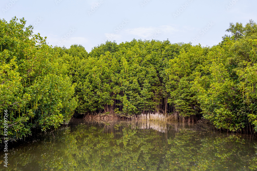 Fototapeta premium Mangrove forest in Thailand Asia