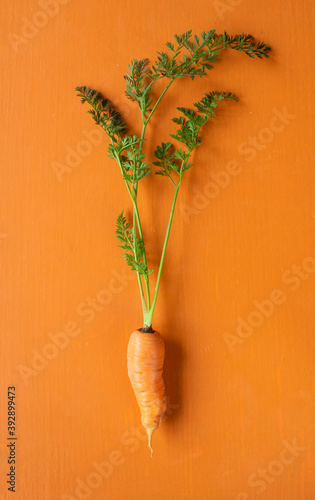 Fresh and organic carrot on orange background