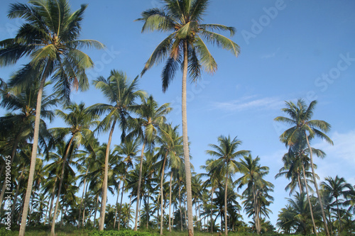 Coconut field, Rio Grande do Norte, Brazil