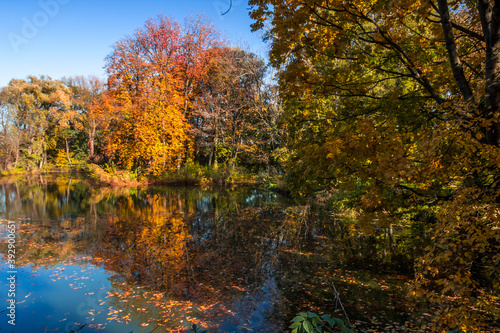 Autumn trees alley with colorful leaves in the park