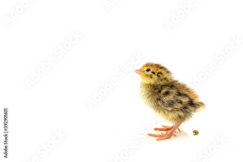 Baby chicken with dropping isolated on white © Roxane Bay