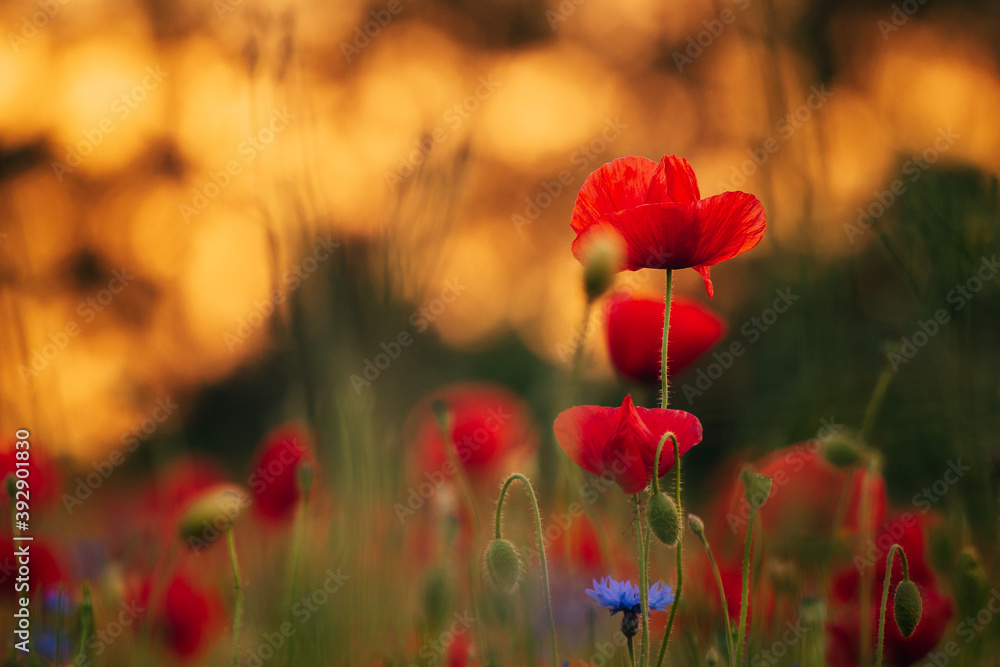 Obraz premium Łąka maków 2