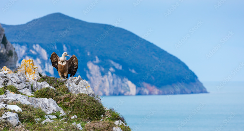 GRIFFON VULTURE - BUITRE LEONADO (Gyps fulvus), Liendo, Liendo Valley, MONTAÑA ORIENTAL COSTERA, Cantabrian Sea, Cantabria, Spain, Europe