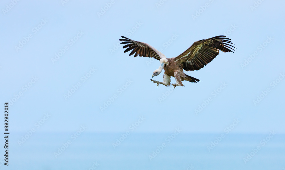 GRIFFON VULTURE - BUITRE LEONADO (Gyps fulvus), Liendo, Liendo Valley, MONTAÑA ORIENTAL COSTERA, Cantabrian Sea, Cantabria, Spain, Europe GRIFFON VULTURE - BUITRE LEONADO (Gyps fulvus), Liendo, Liendo Valley, MONTAÑA ORIENTAL COSTERA, Cantabrian Sea, Cantabria, Spain, Europe