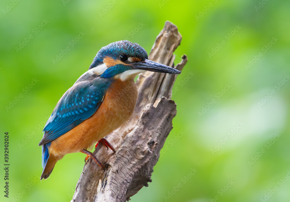 Common kingfisher, Alcedo atthis. The bird sits above a shallow river on a beautiful dry old branch Common kingfisher, Alcedo atthis. The bird sits above a shallow river on a beautiful dry old branch