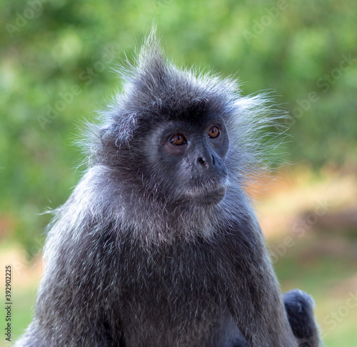 Portrait of a wild cute monkey with a mohawk haircut on his head. Silvery lutung, also known as the silvered leaf monkey or the silvery langur