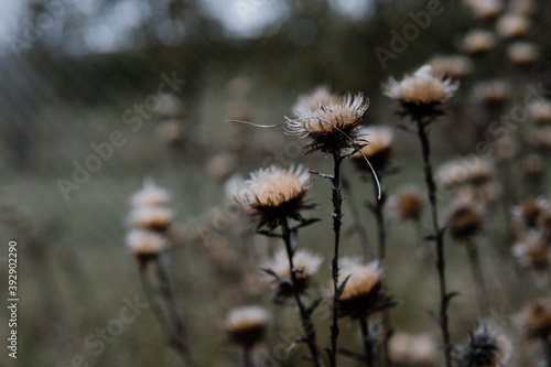 flower in the field