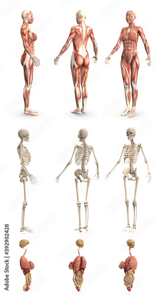 9 detailed renders in 1, womans body with muscle map and skeleton and organs - anatomy examination concept - digital medical 3D illustration isolated 9 detailed renders in 1, womans body with muscle map and skeleton and organs - anatomy examination concept - digital medical 3D illustration isolated