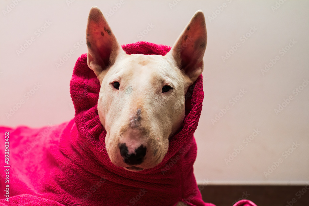 Winter blanket for english bull terrier dog.