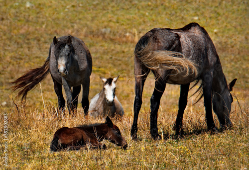 Russia. mountain Altai. Peacefully grazing horses with foals on the autumn mountain steppes along the Chui tract.