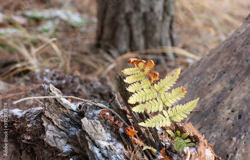 Small fern with yellow and brown leaves on an old tree stump in autumn forest