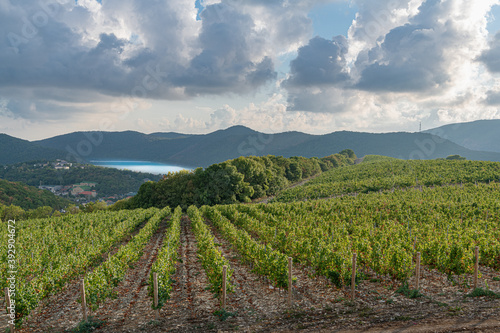 Vineyards on the slopes of Abrau-Durso