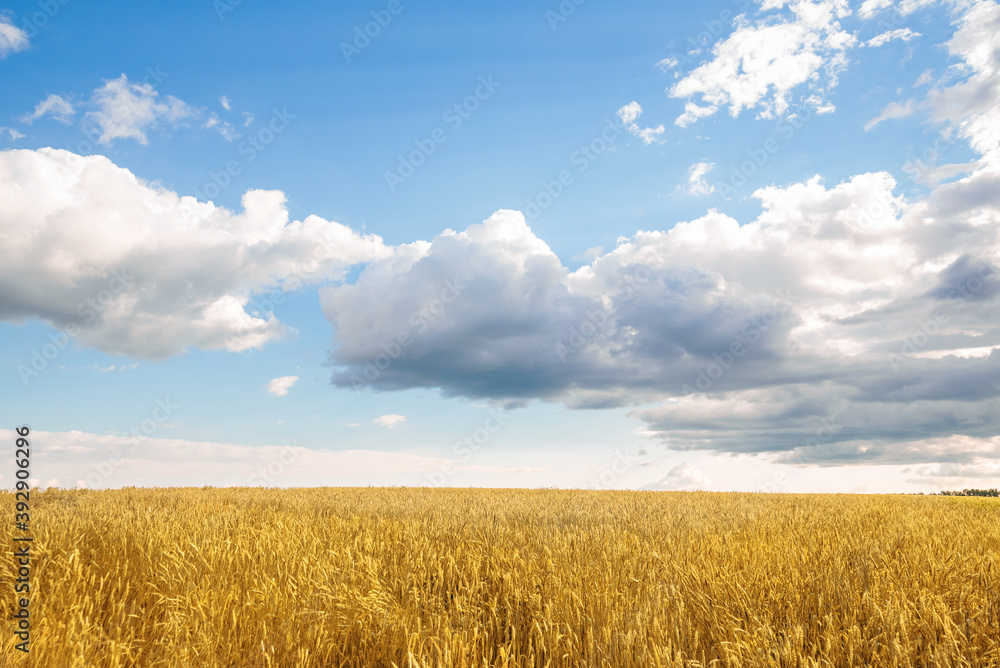 glade with yellow ripe ears of wheat with a blue cloudy sky before the rain summer dnemm