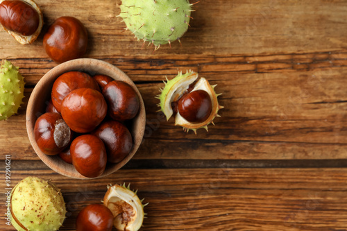 Horse chestnuts on wooden table, flat lay. Space for text