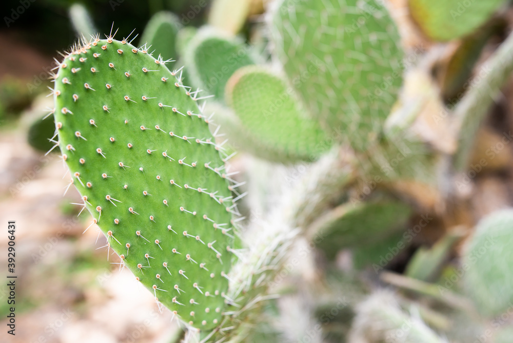 cactus cactus