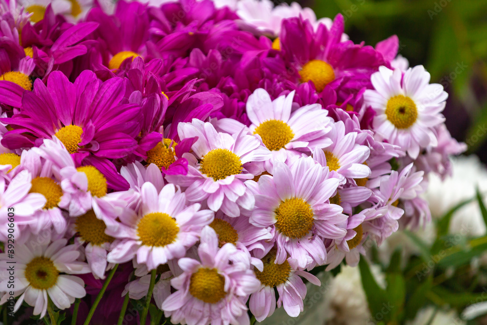 Bouquet of pink chamomile flowers in bloom in the street Bouquet of pink chamomile flowers in bloom in the street