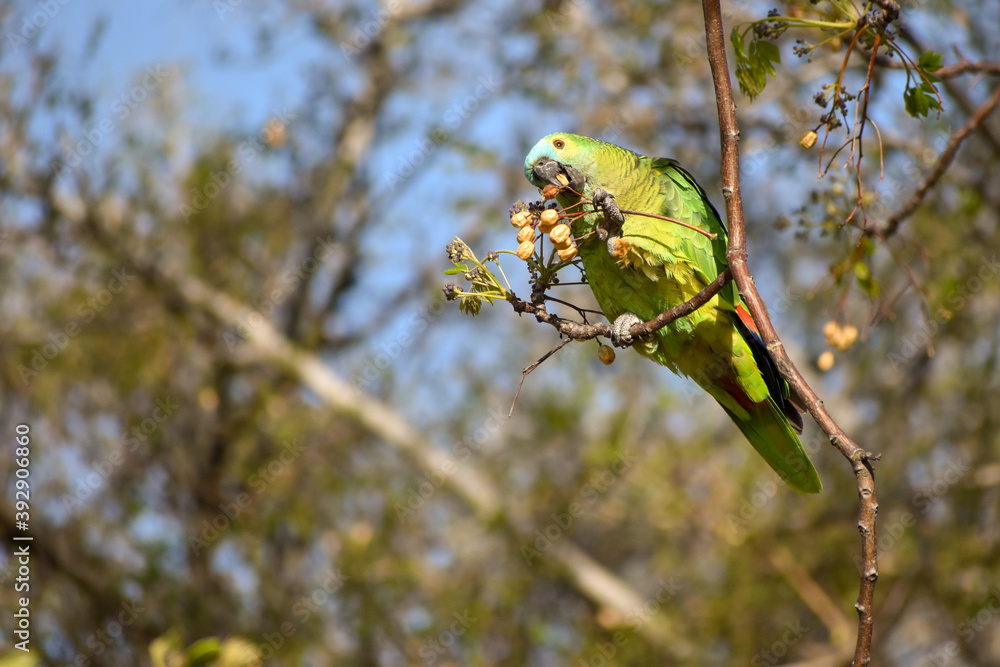 turquoise-fronted amazon (Amazona aestiva) feeding in the wild turquoise-fronted amazon (Amazona aestiva) feeding in the wild